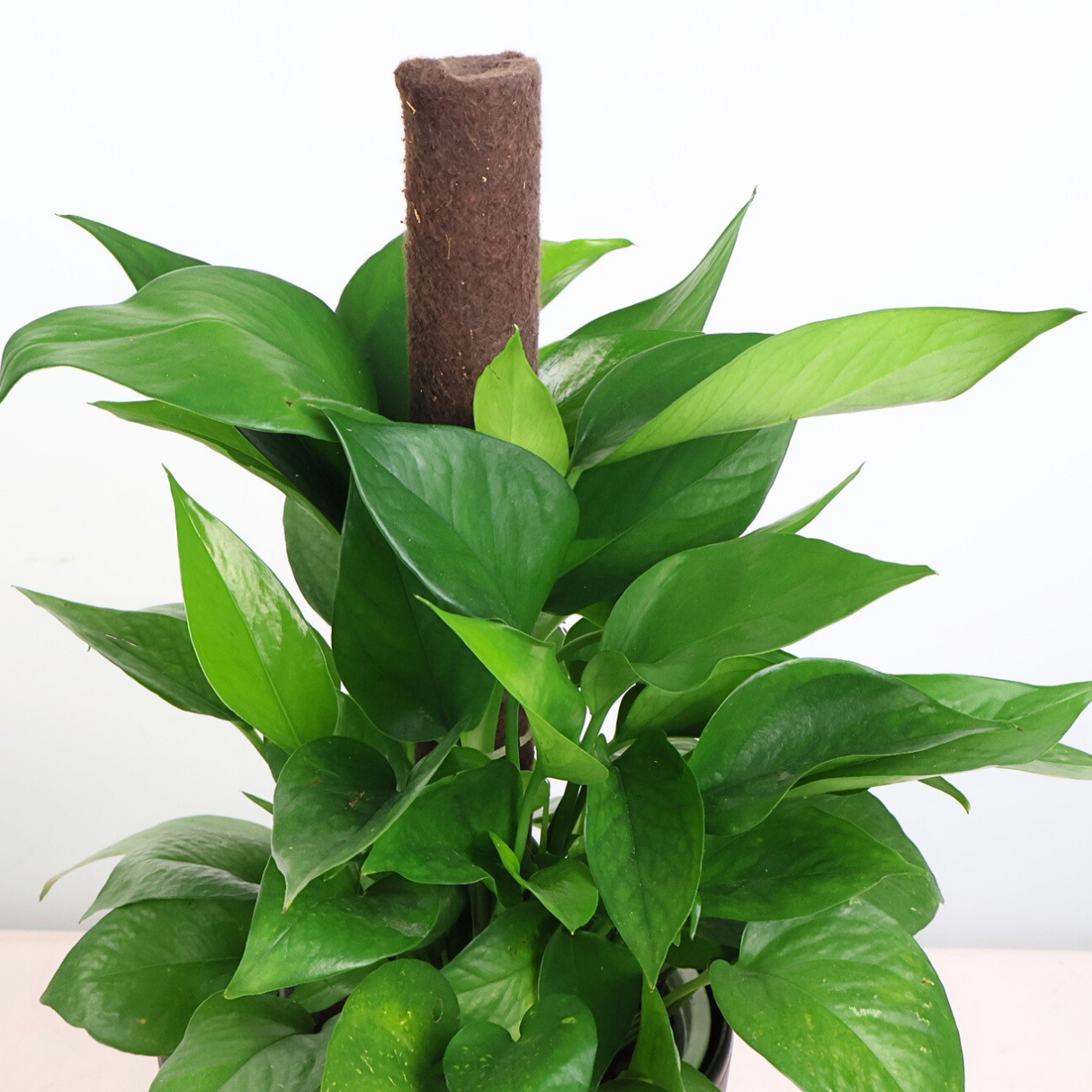 Money Plant in Self-Watering Pot