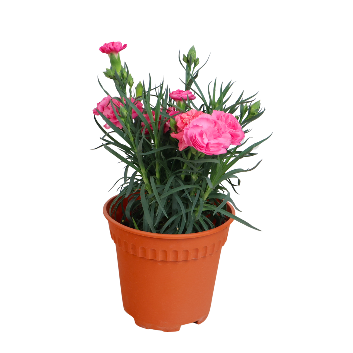 Carnation Plant
