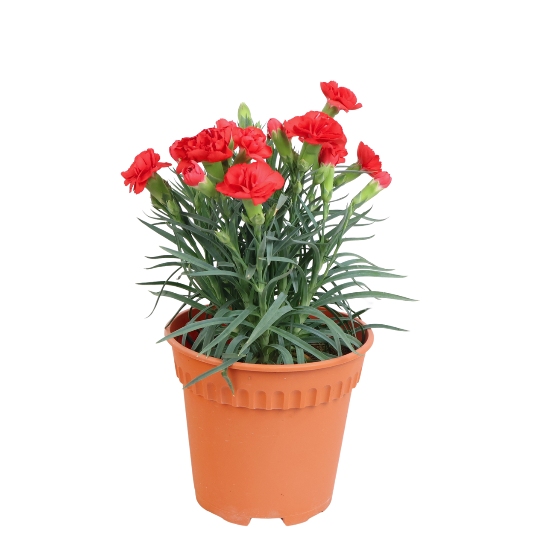 Carnation Plant
