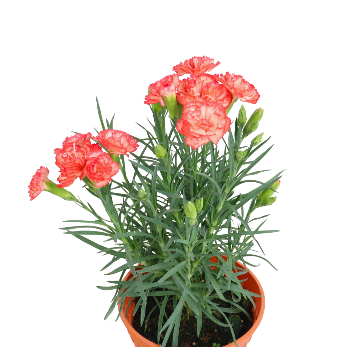 Carnation Plant