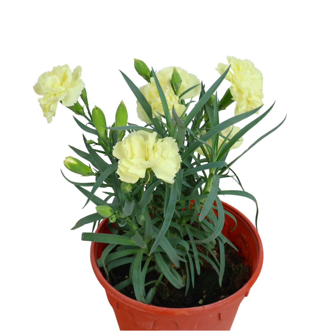 Carnation Plant