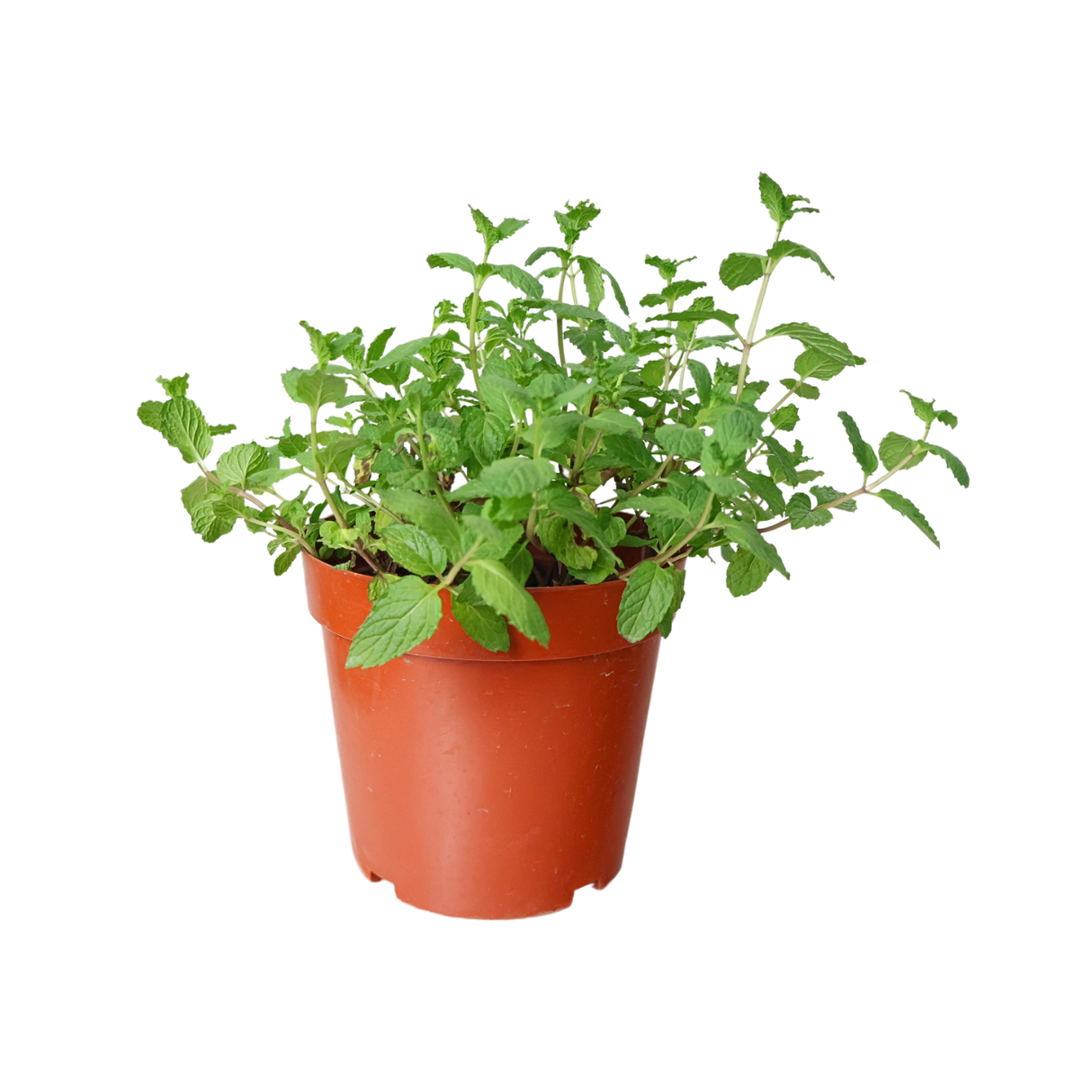 Herbaceous plant in flowerpot.