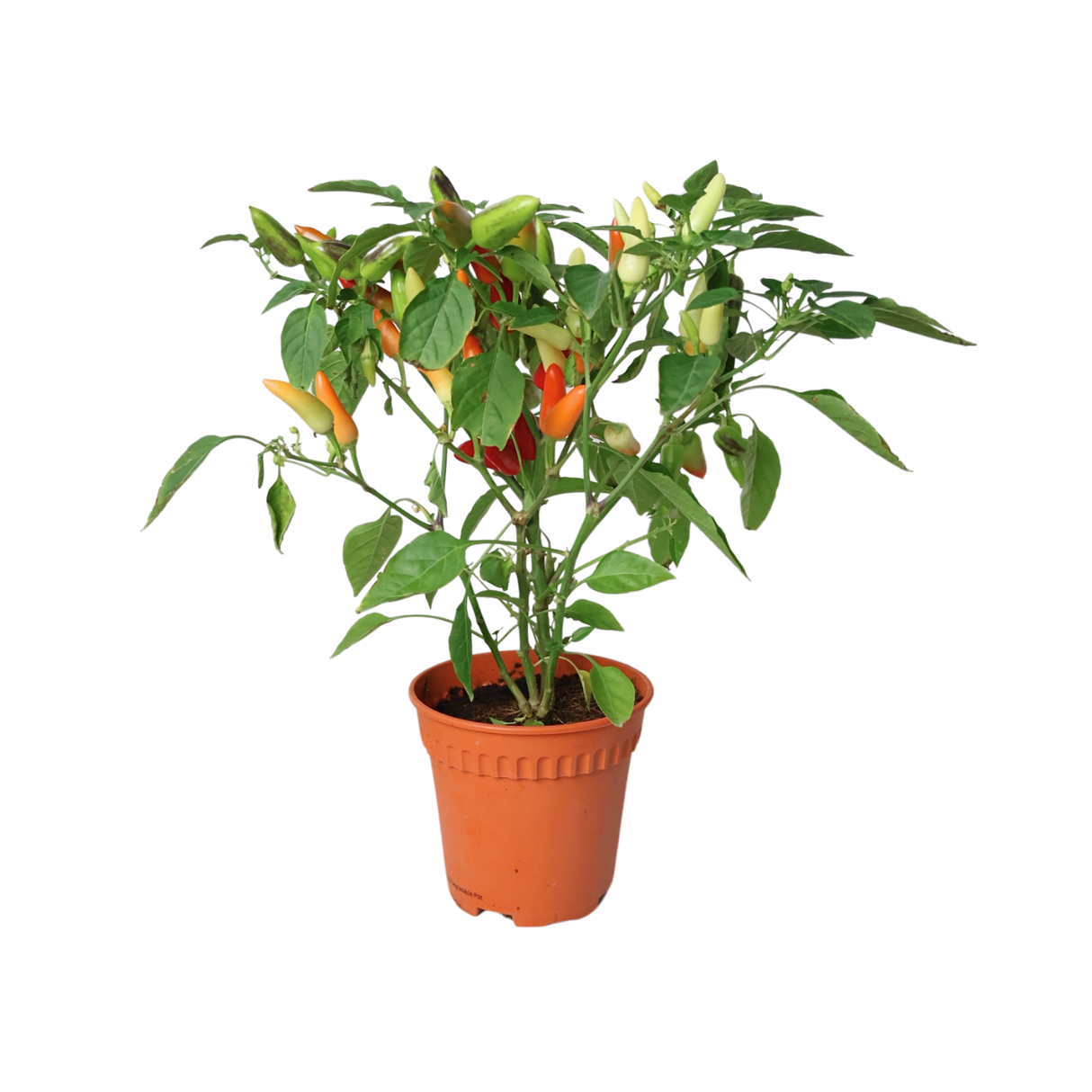 Jalapeno Chilli Plant