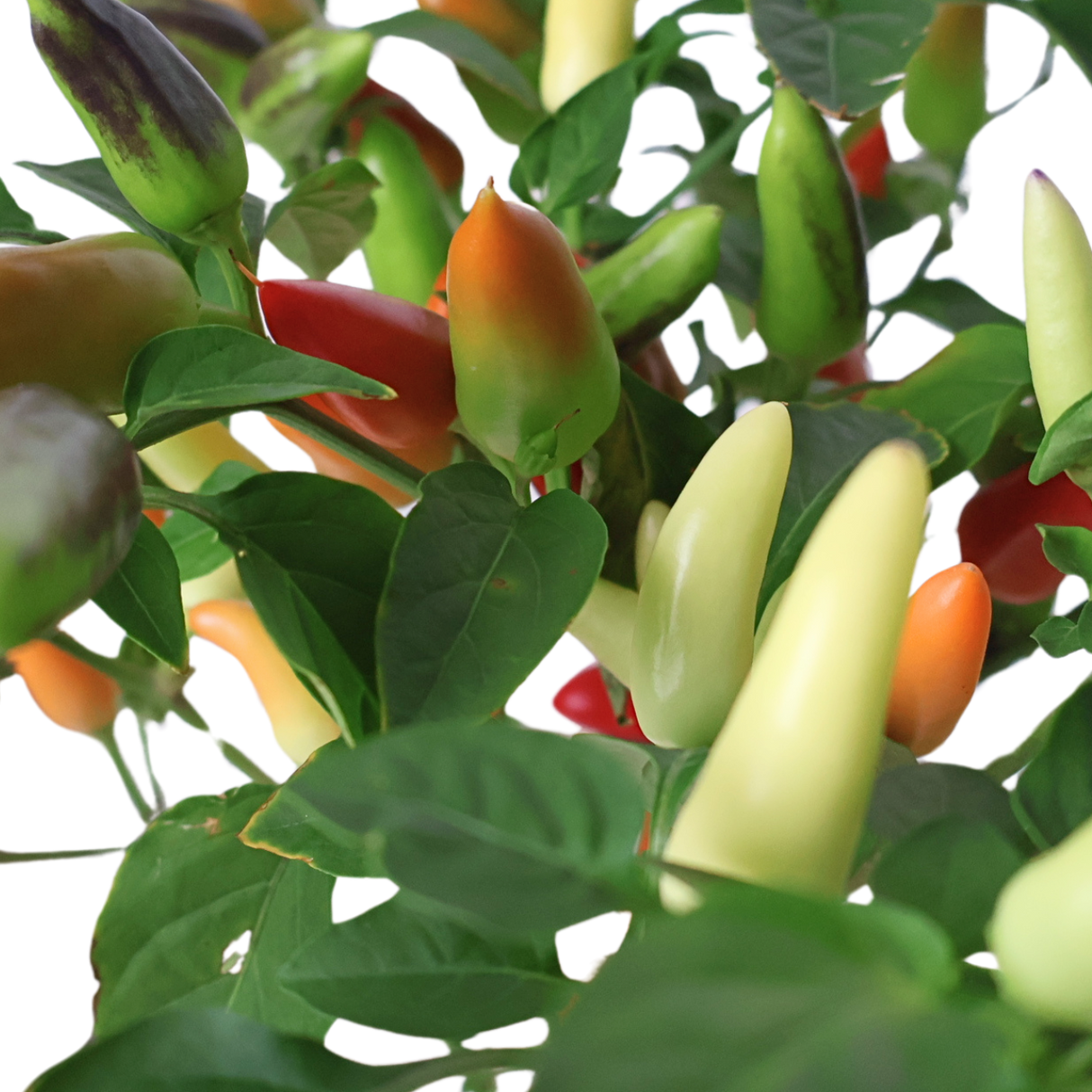 Jalapeno Chilli Plant