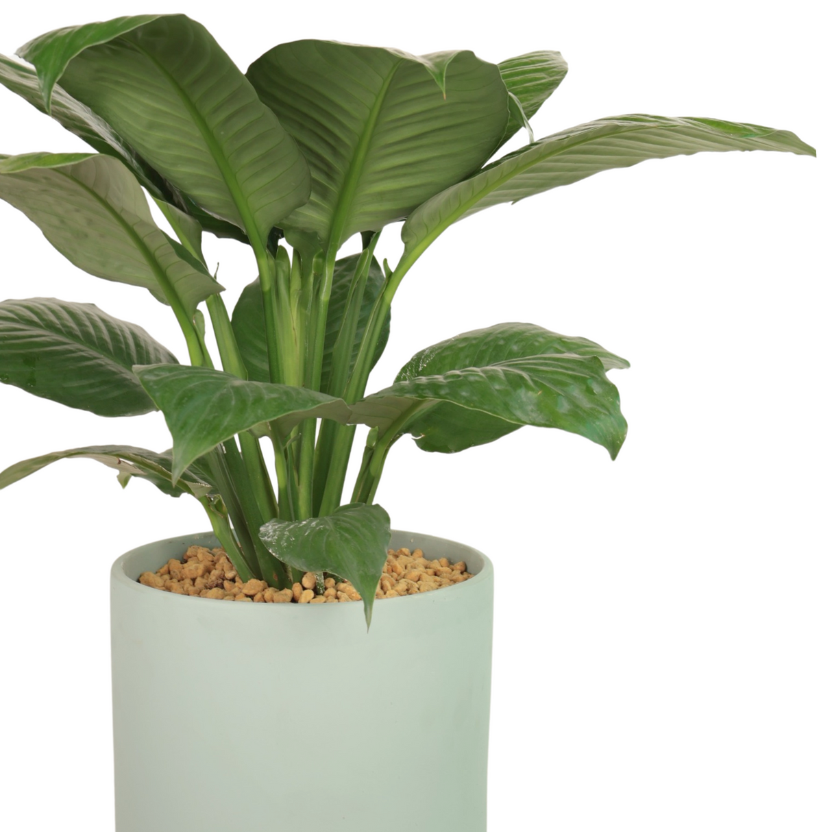 Spathiphyllum (Peace Lily) in Ceramic Pot