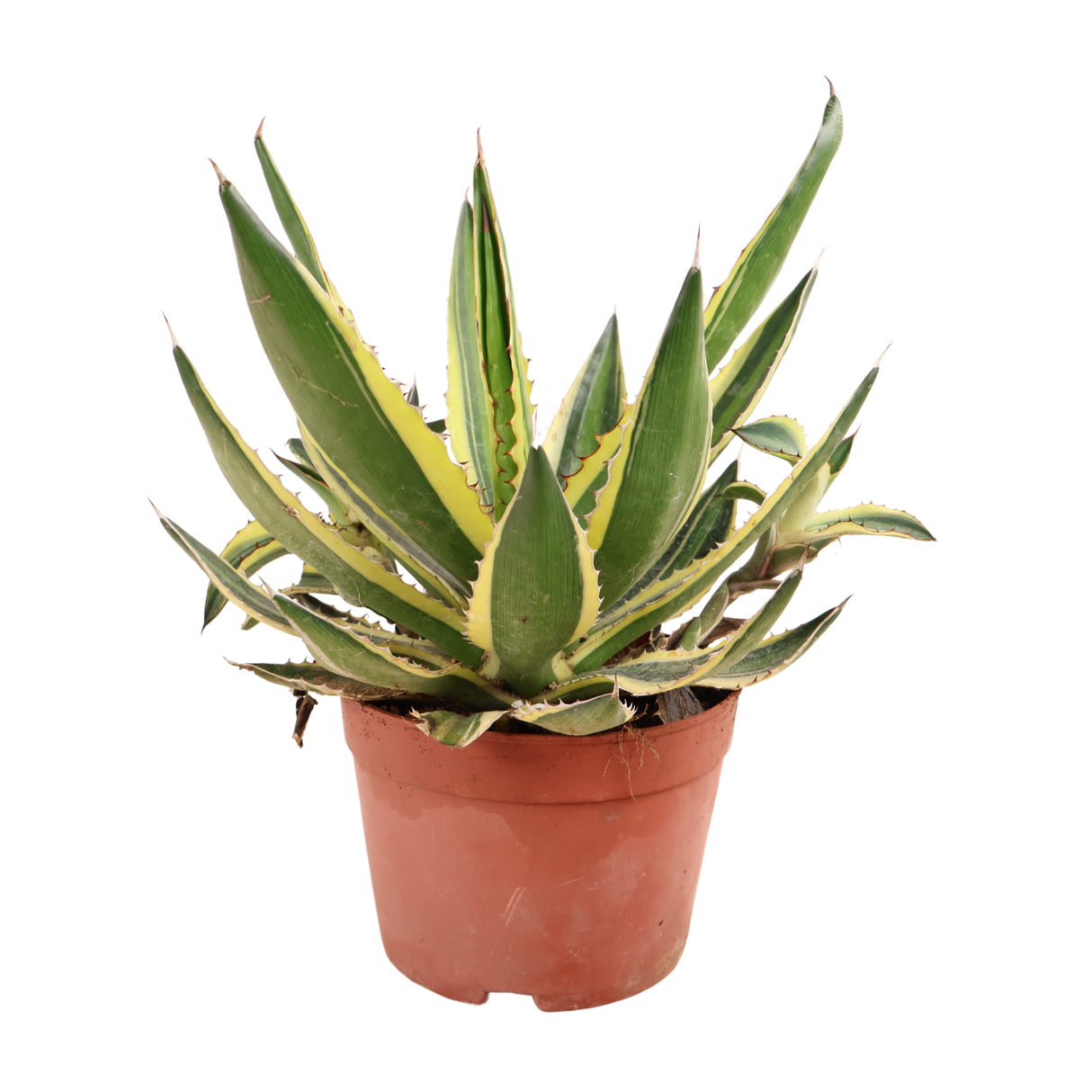 Houseplant in flowerpot with aloes and agave.