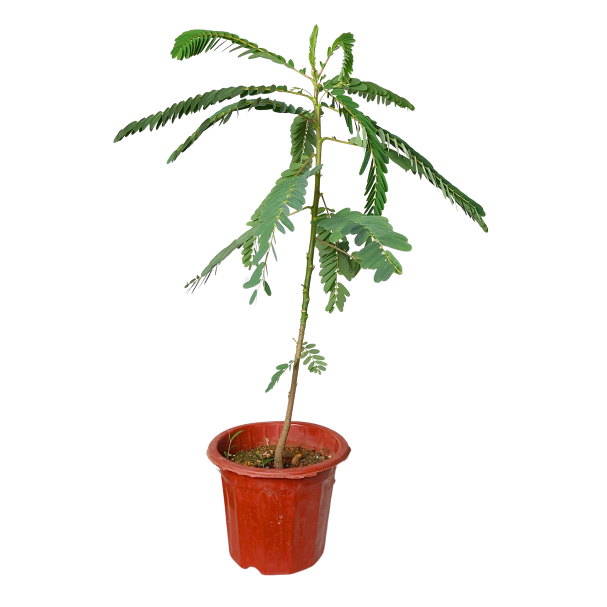 Cactus and geraniums in flowerpot.