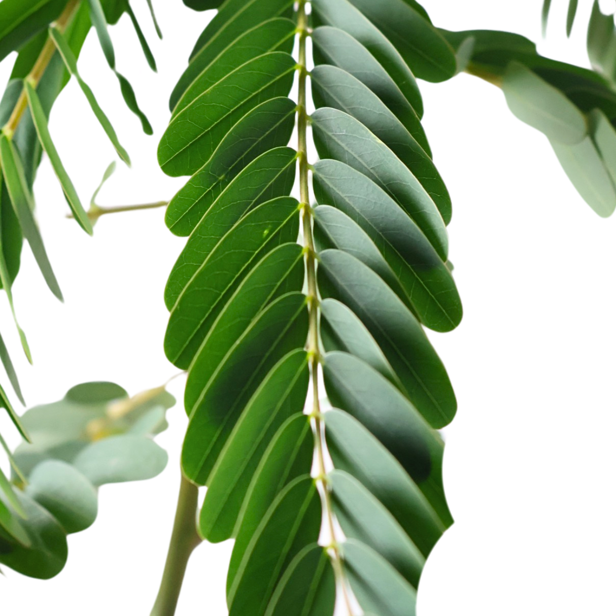 Sesbania Grandiflora (Vegetable Hummingbird)