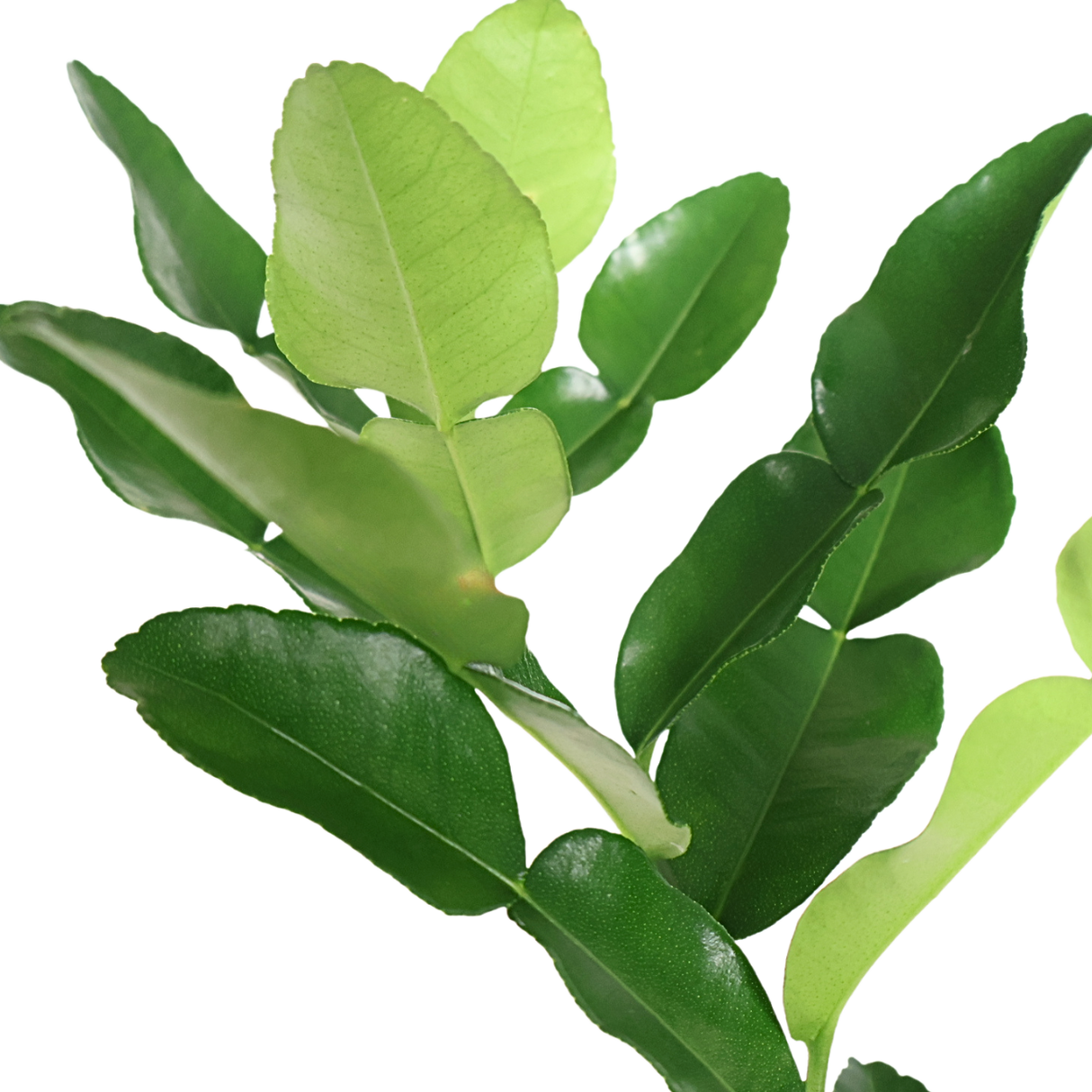 Kaffir Lime (Thai lime)