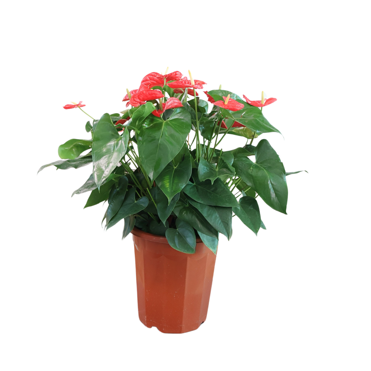 Anthurium Plant