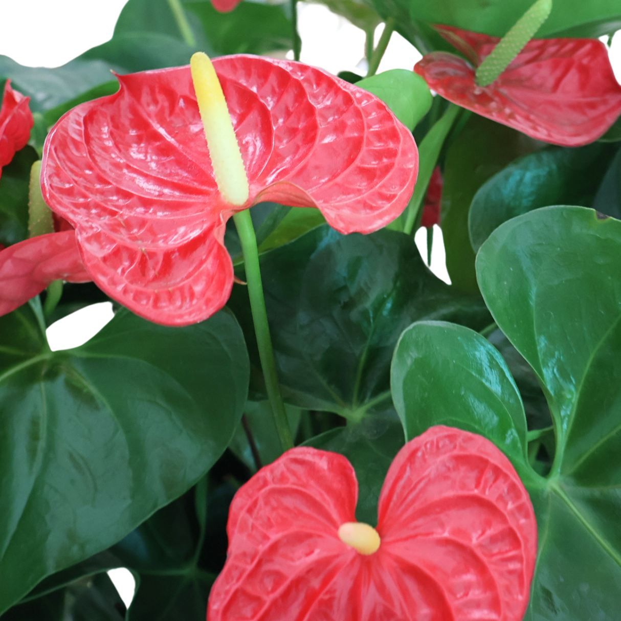 Anthurium Plant