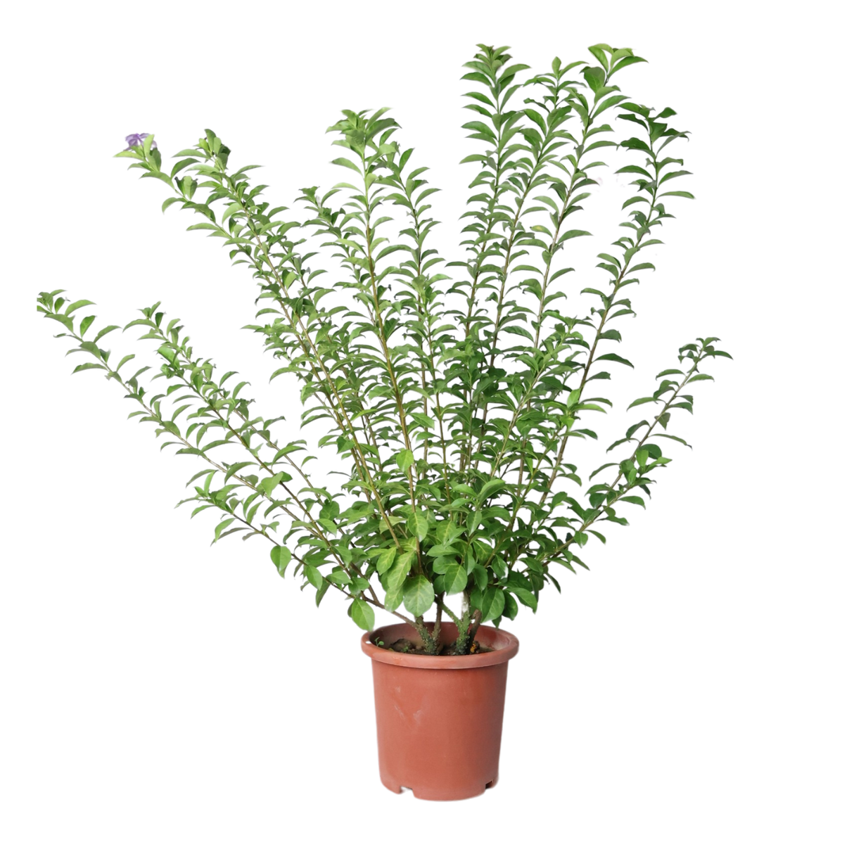 Brunfelsia Pauciflora (Yesterday, Today and Tomorrow)