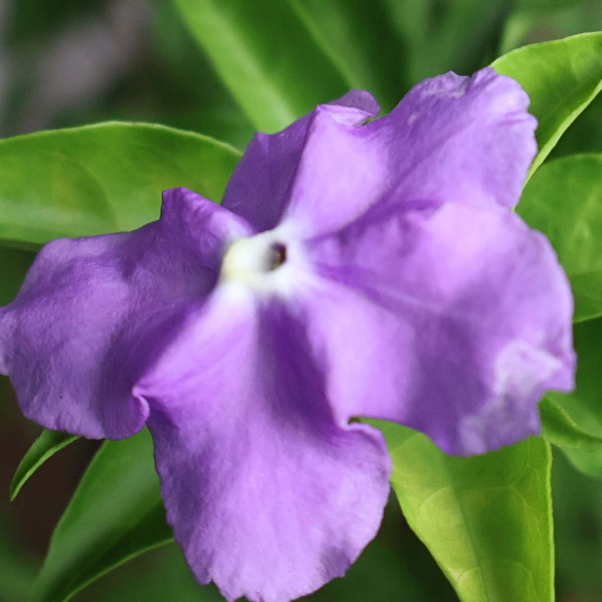 Brunfelsia Pauciflora (Yesterday, Today and Tomorrow)