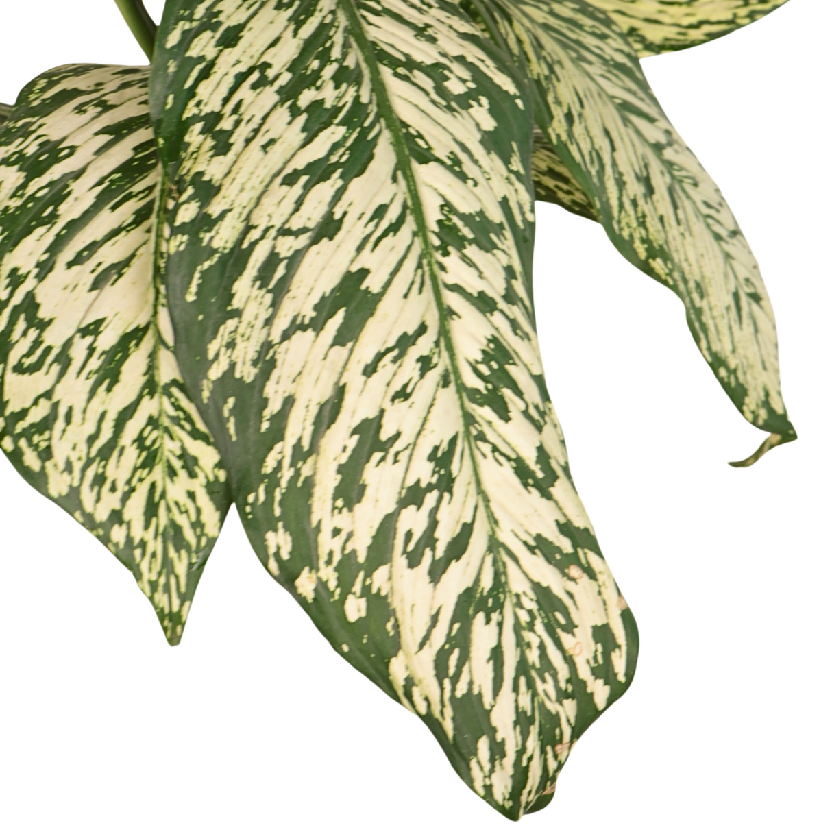 Dieffenbachia in Ceramic Pot