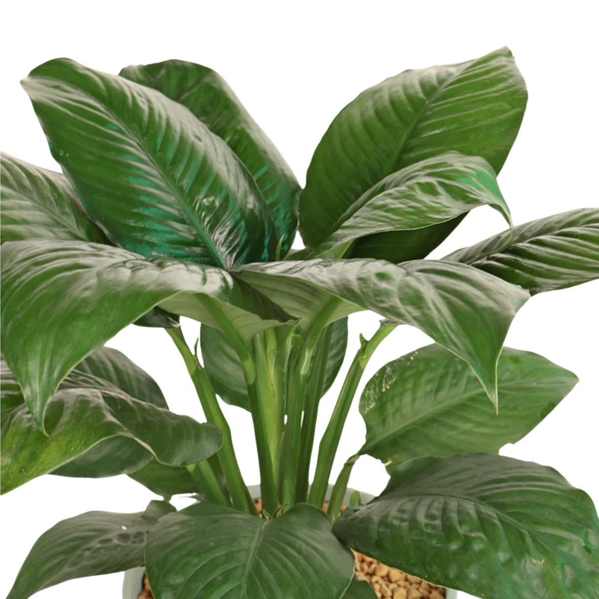 Spathiphyllum (Peace Lily) in Ceramic Pot