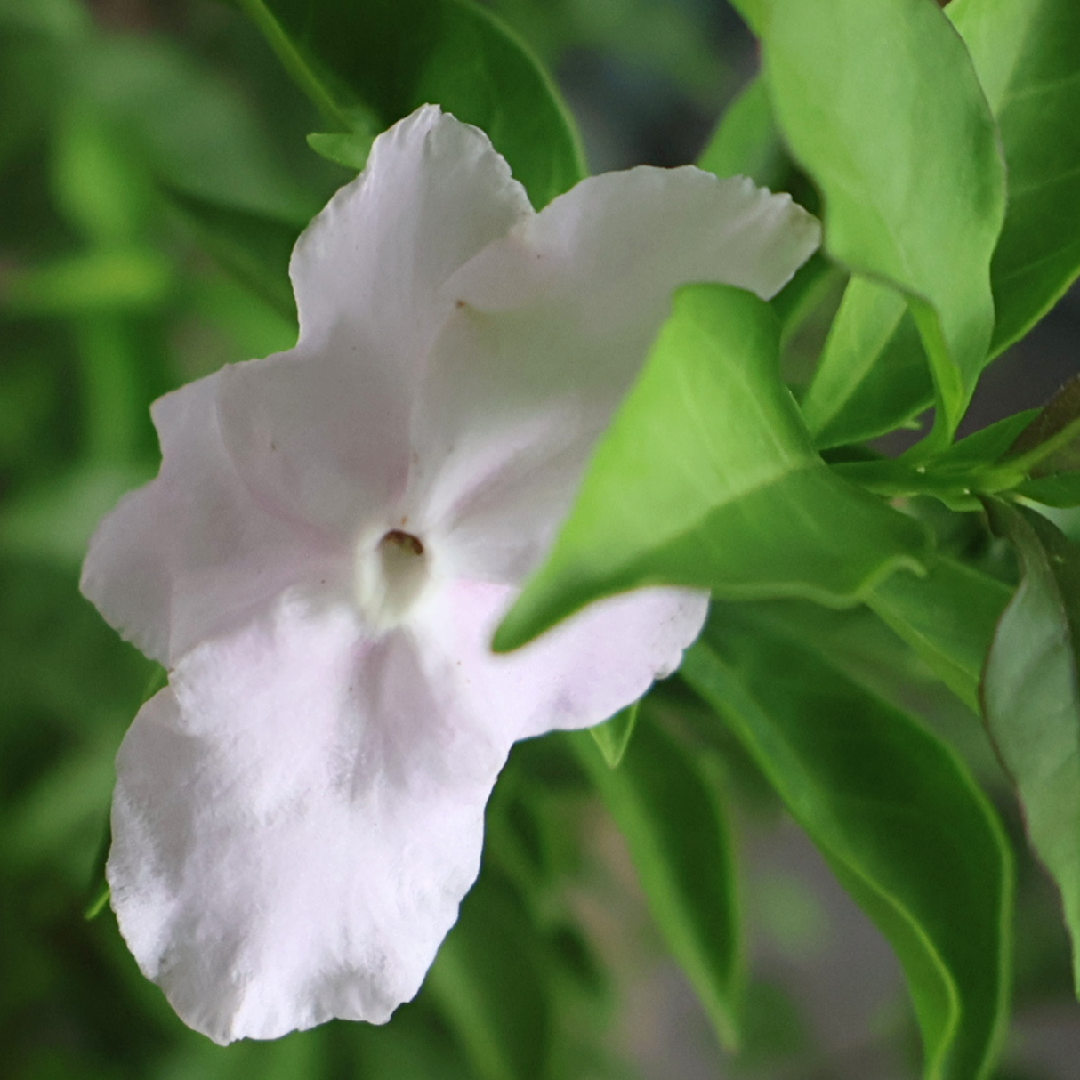 Brunfelsia Pauciflora (Yesterday, Today and Tomorrow)