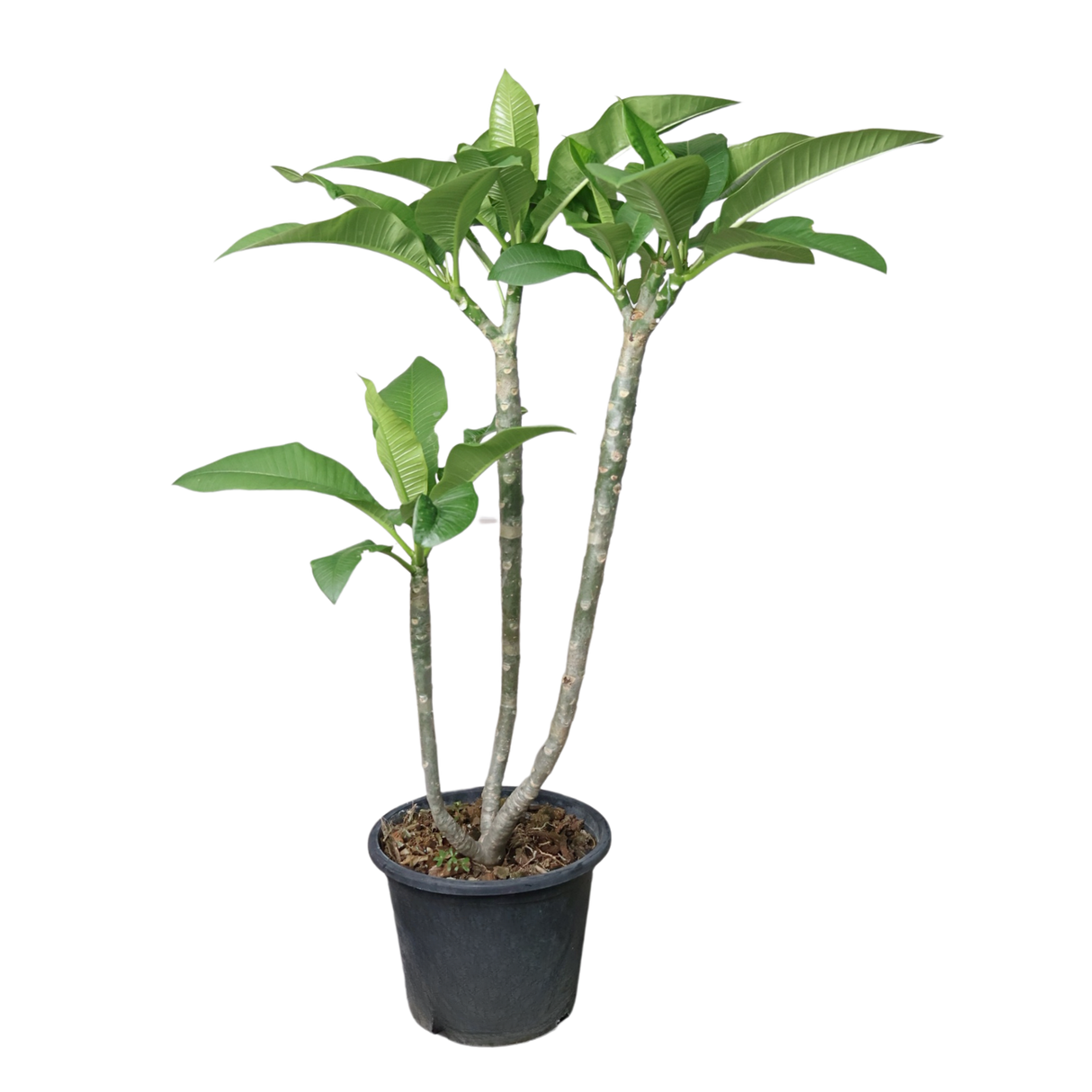 Plumeria (Frangipani)