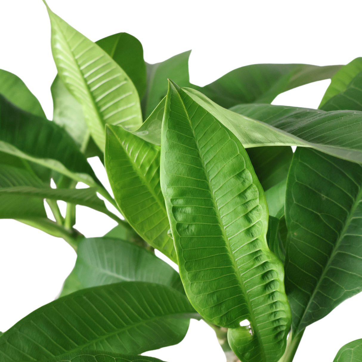 Plumeria (Frangipani)