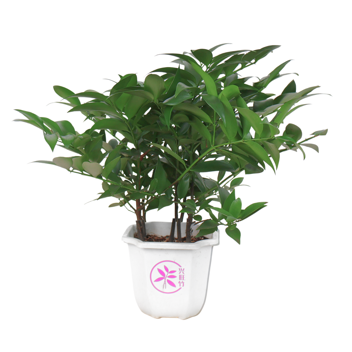 Nageia Nagi (Podocarpus)