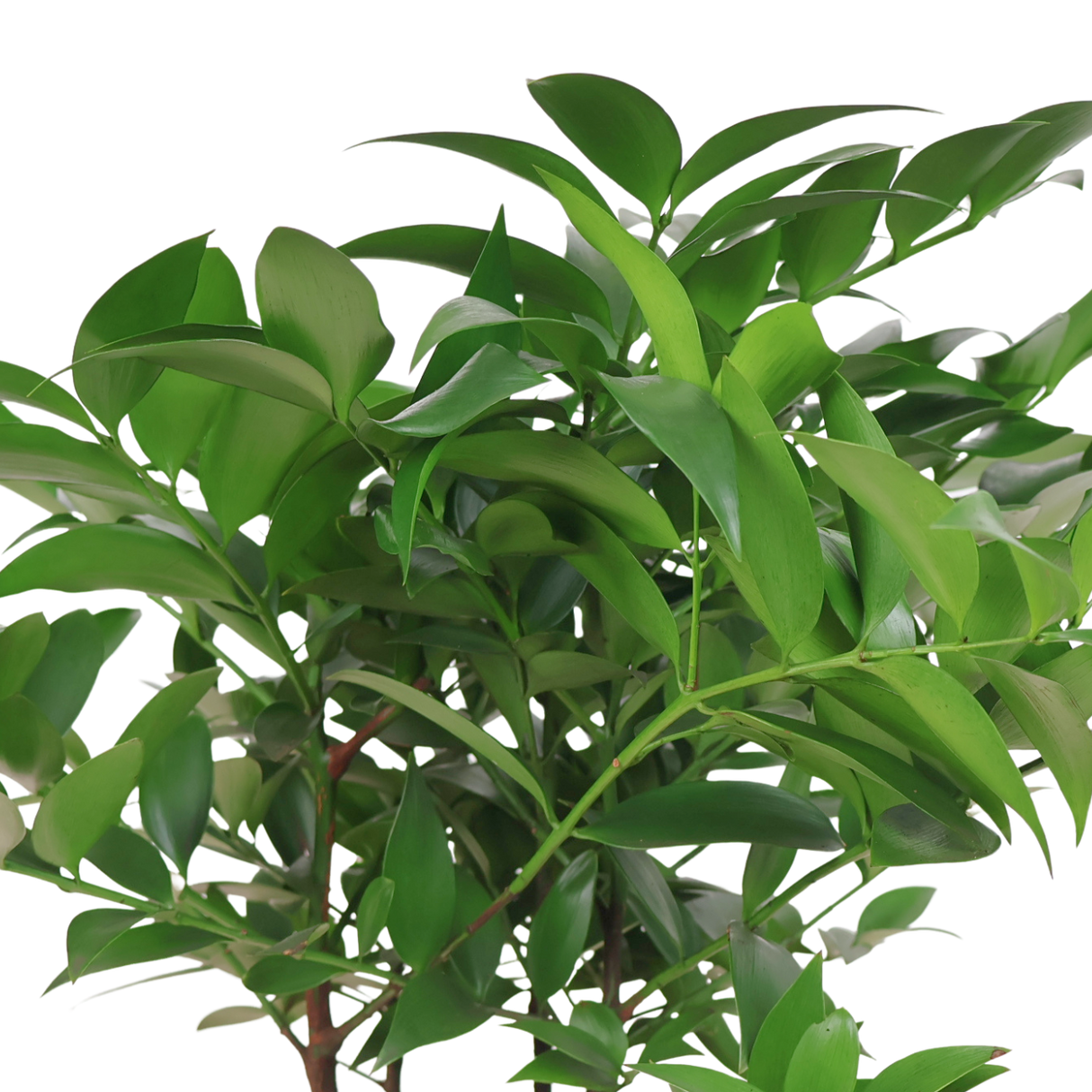 Nageia Nagi (Podocarpus)