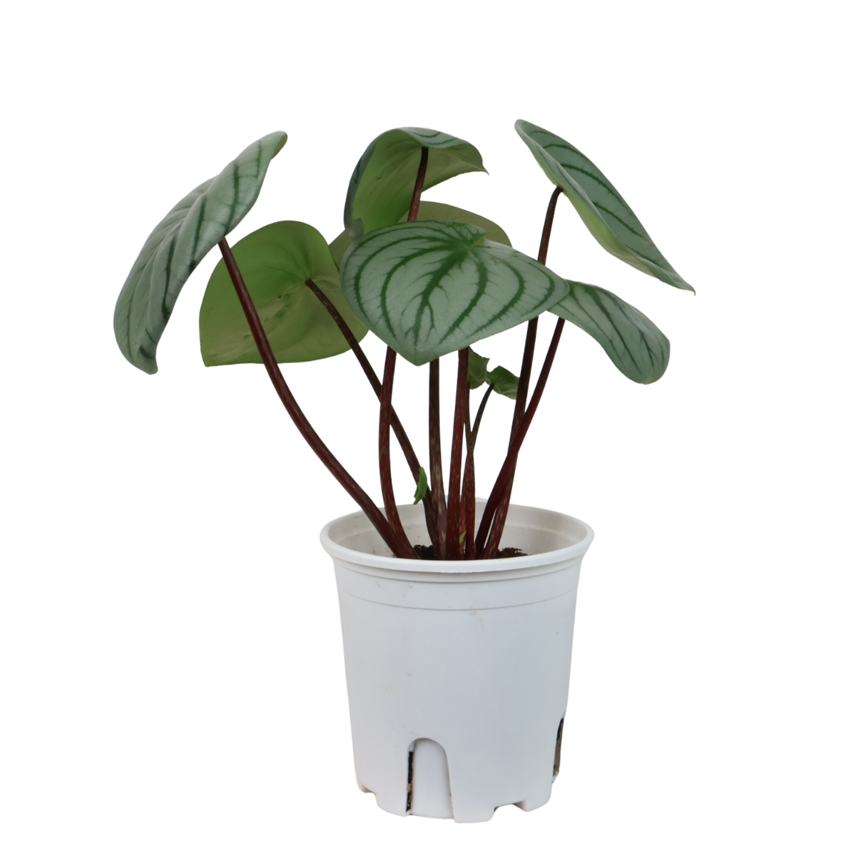 Peperomia Argyreia (Watermelon Peperomia)