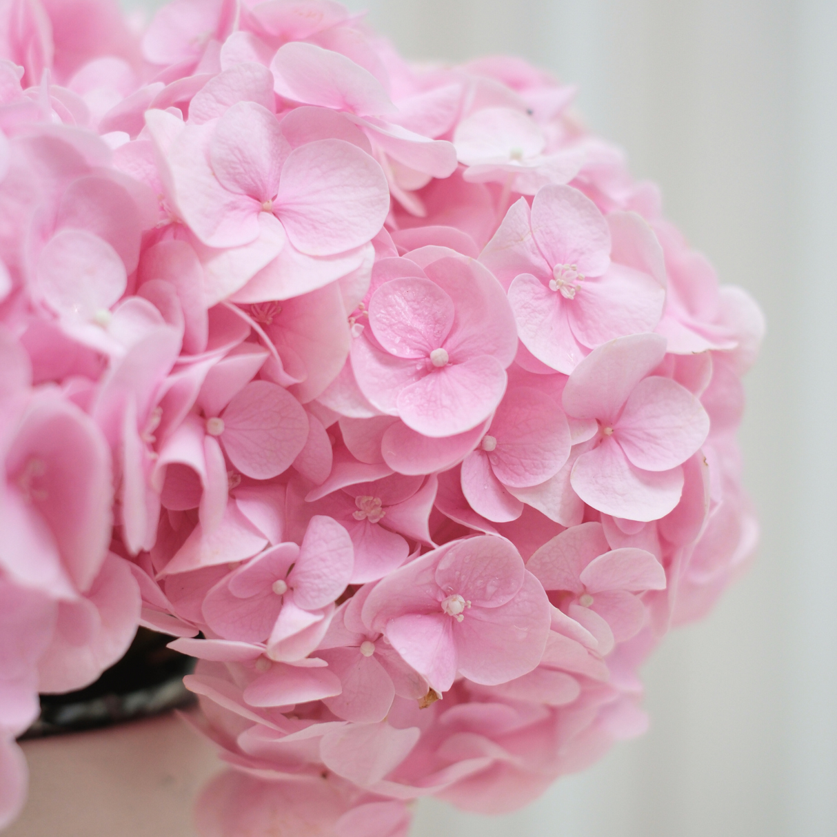 Blush Elegance (Hydrangea) - Valentine Flower Box