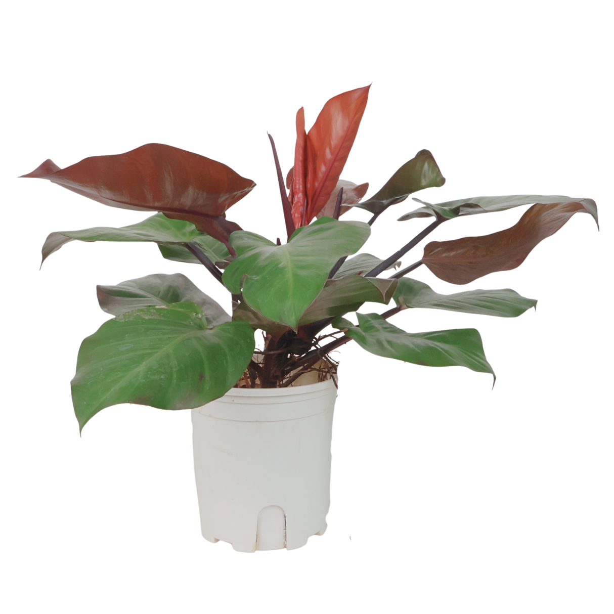 Philodendron Red-leaf