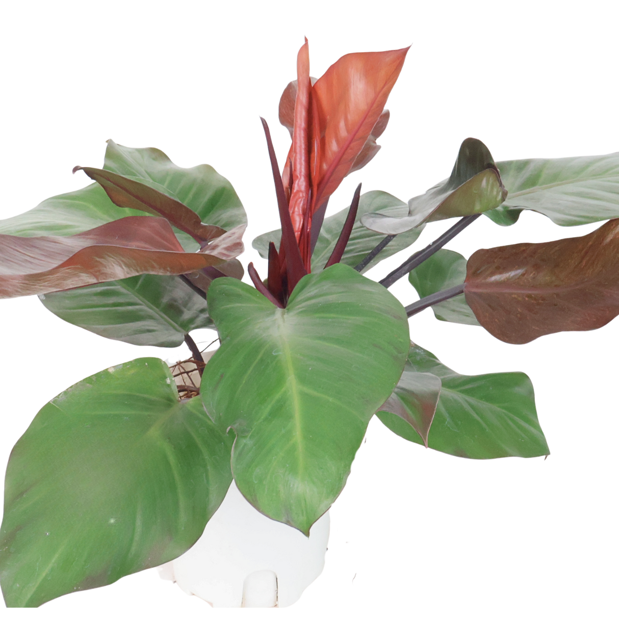 Philodendron Red-leaf