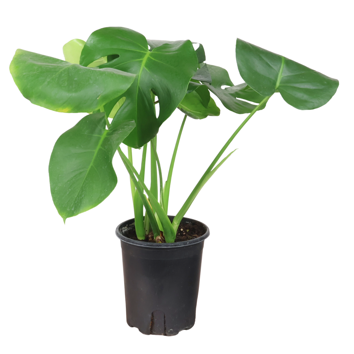Monstera Plant
