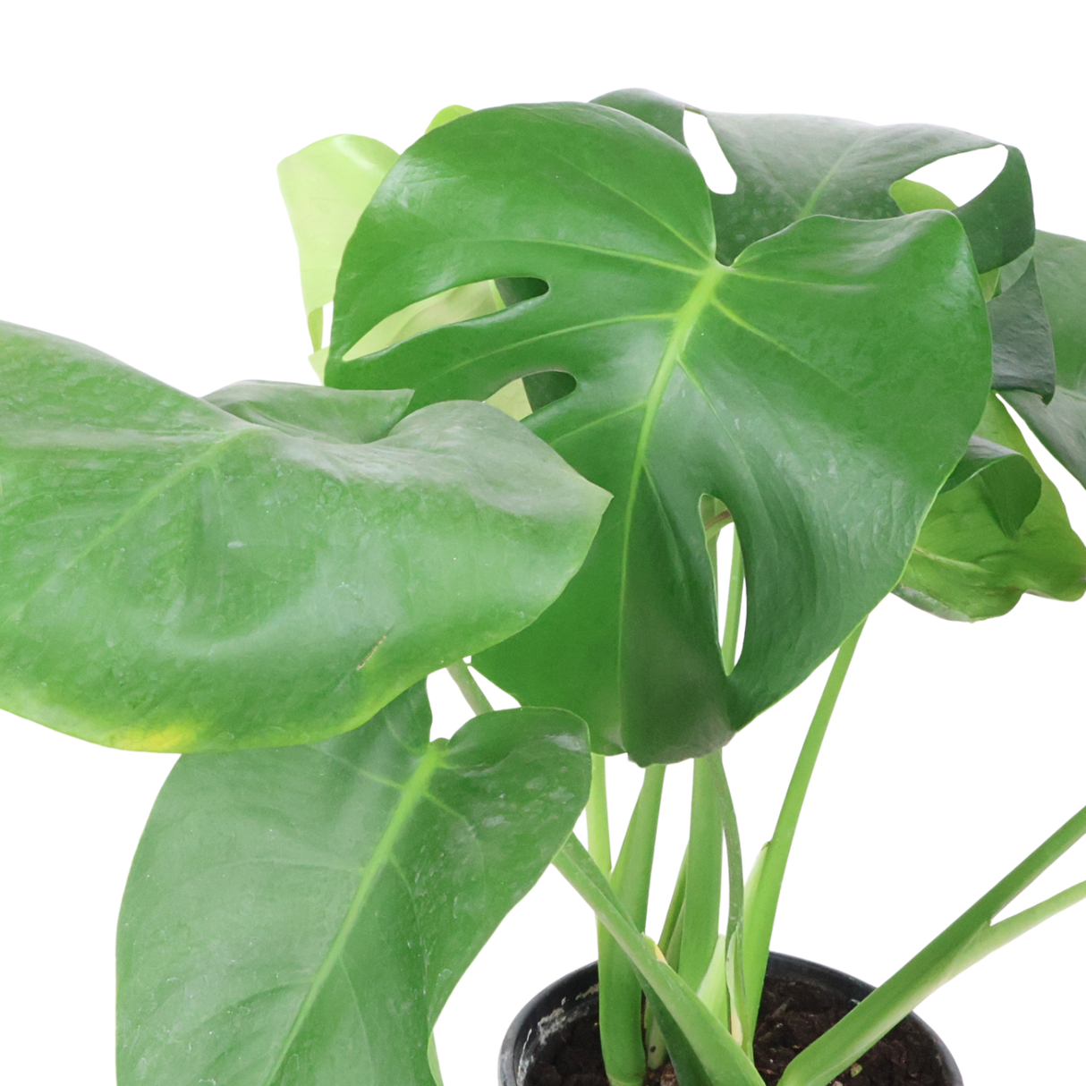 Monstera Plant