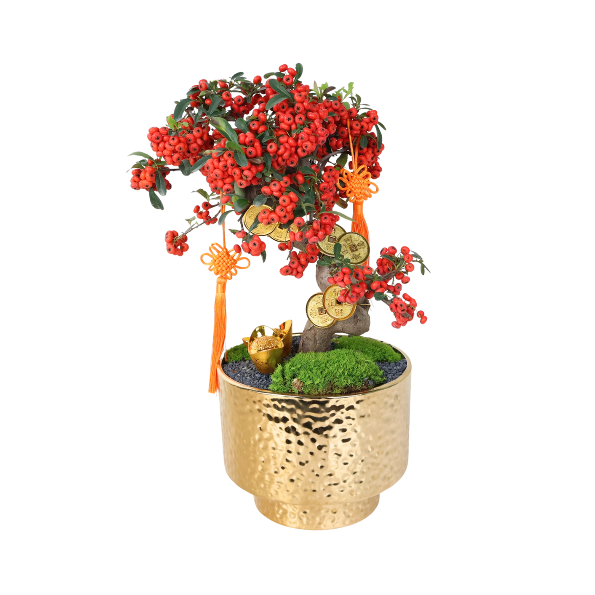 Ardisia Crenata Bonsai (Lucky Berries 富贵籽) in Ceramic Pot