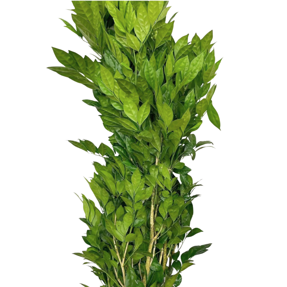 Murraya Leaf (Malaysia)