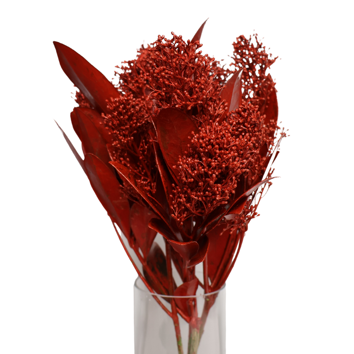 Skimmia Colored (Holland)