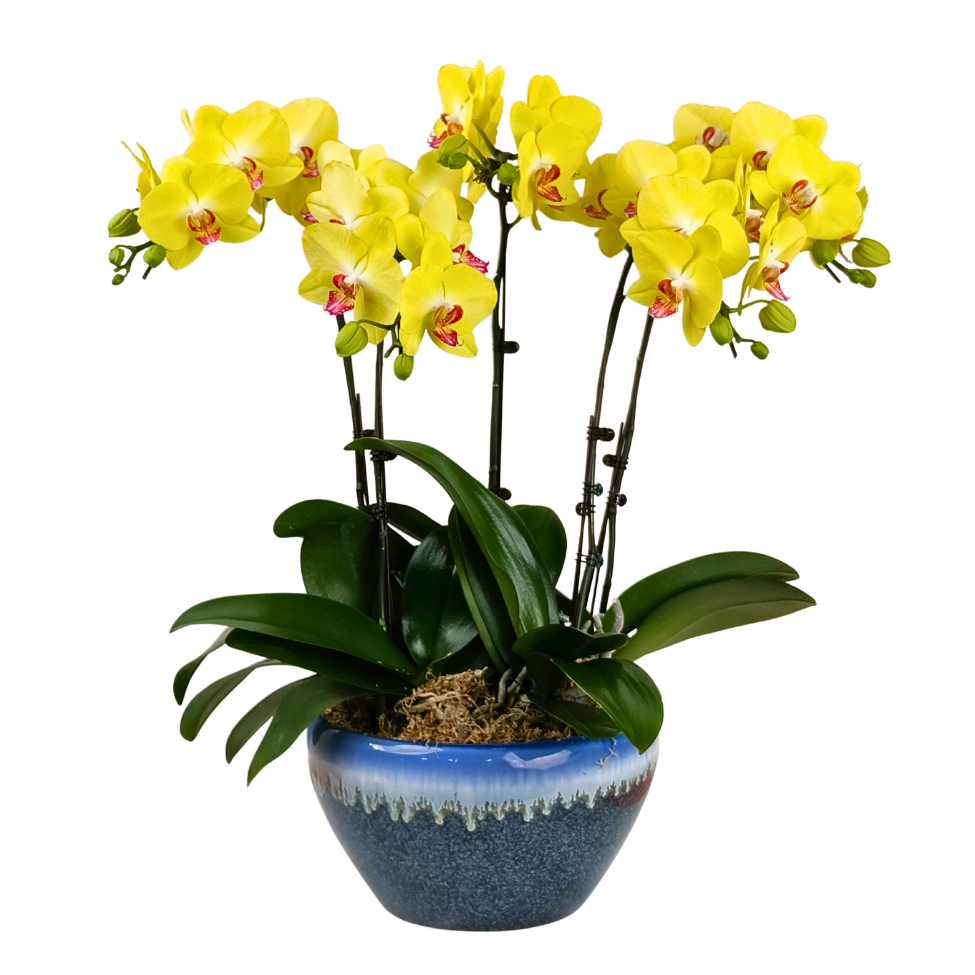 Muse Majesty (5 Single Stalk) - Orchid Phalaenopsis