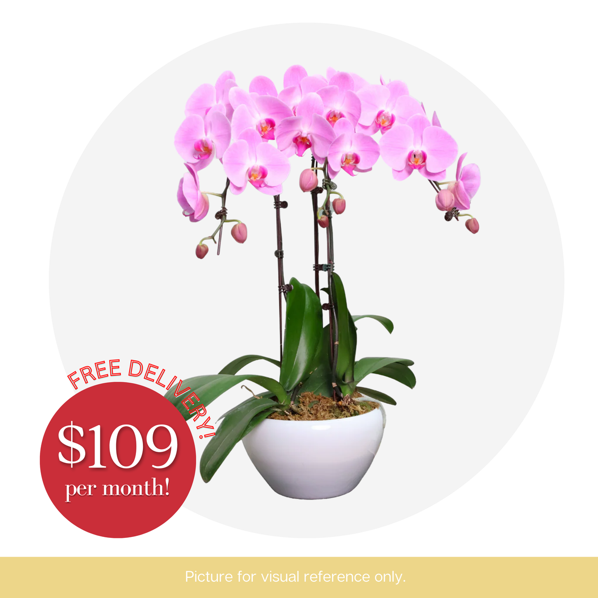 Orchid Phalaenopsis - 3 in 1 Pot