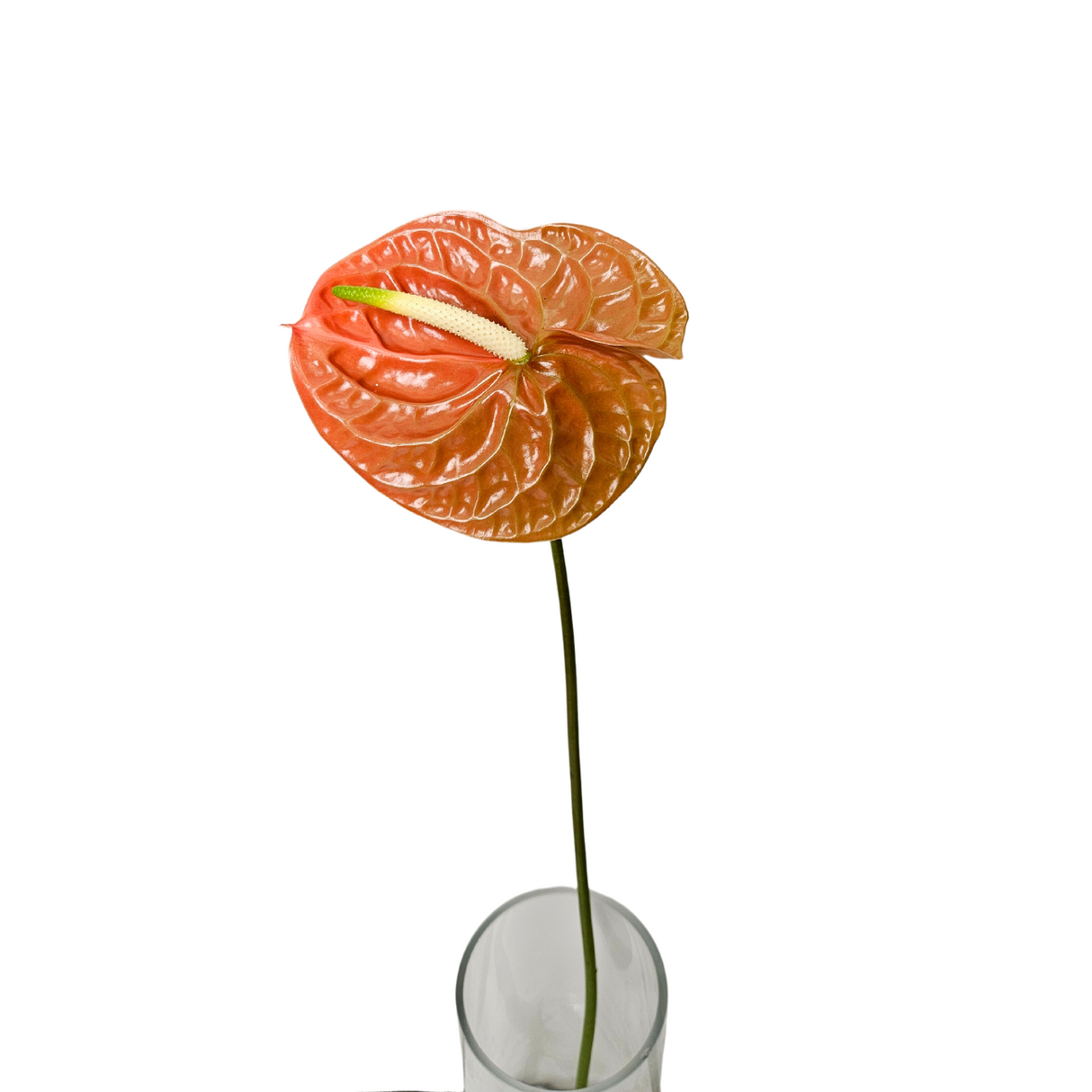 Orange laceleaf arums and water plantains with lighting.