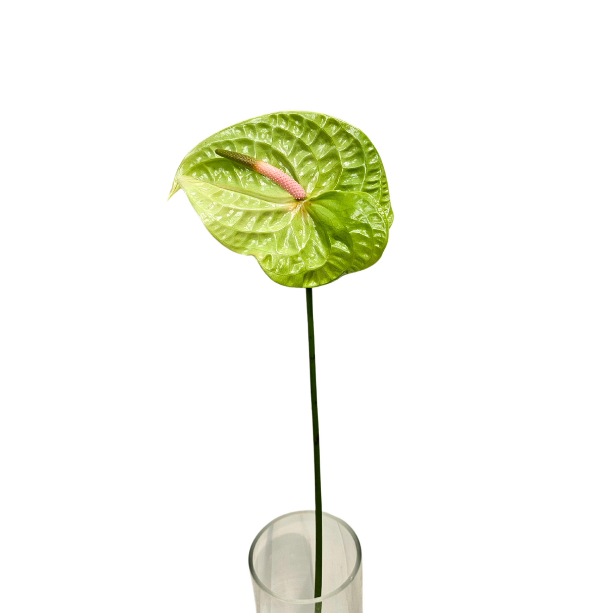 Anthurium XXL Size (Malaysia)