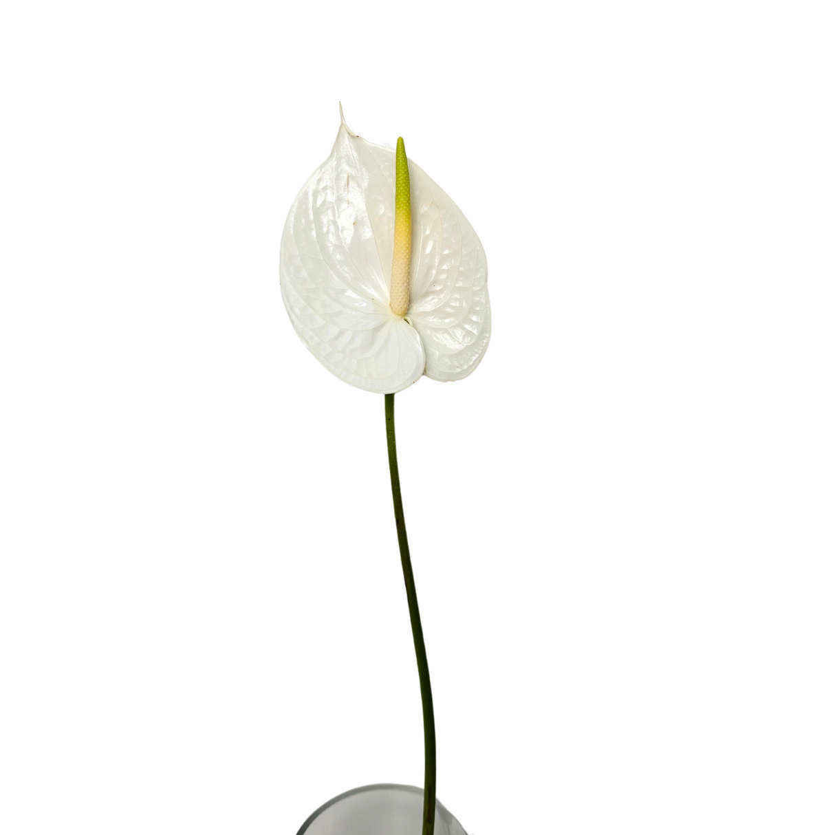 Anthurium XXL Size (Malaysia)