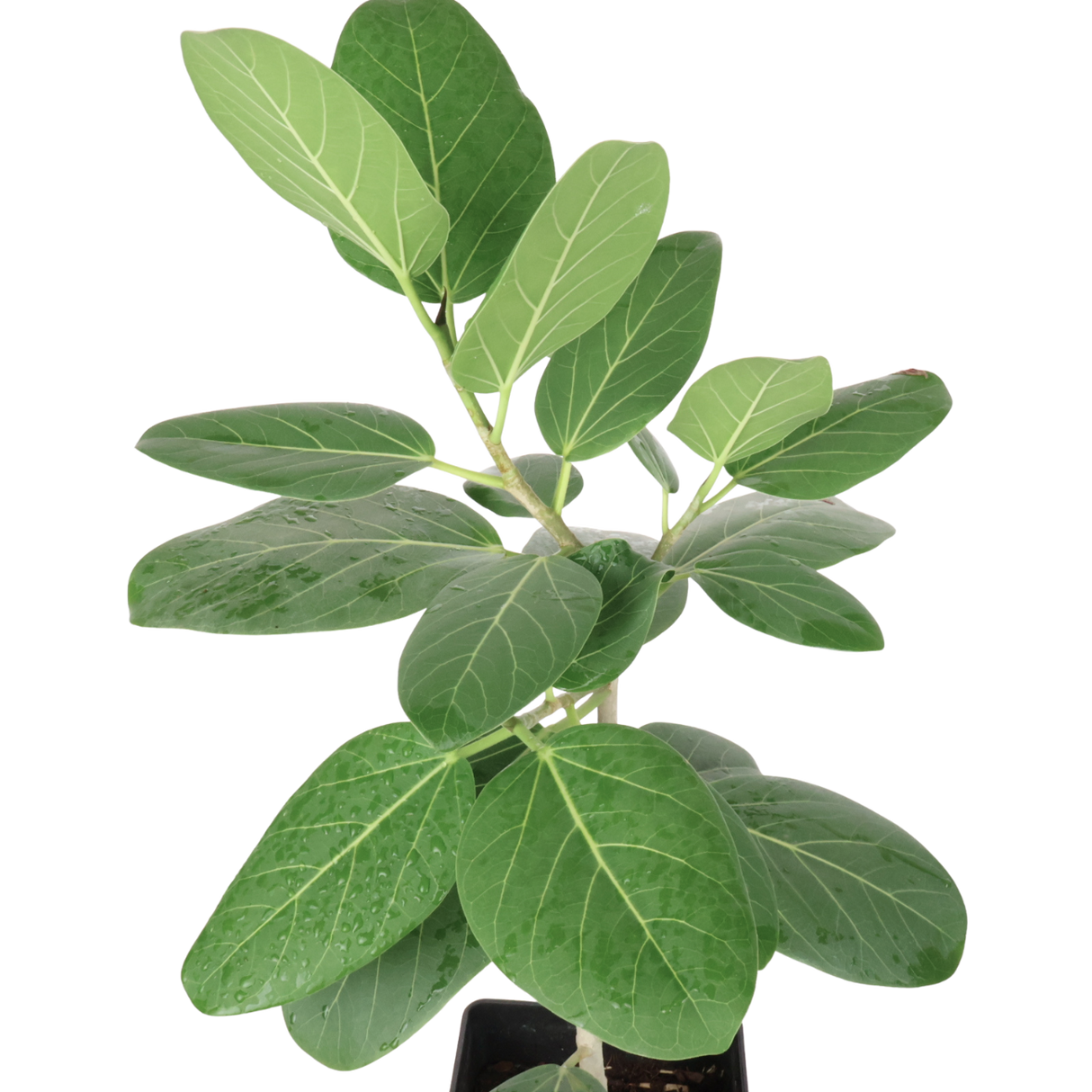 Ficus Benghalensis