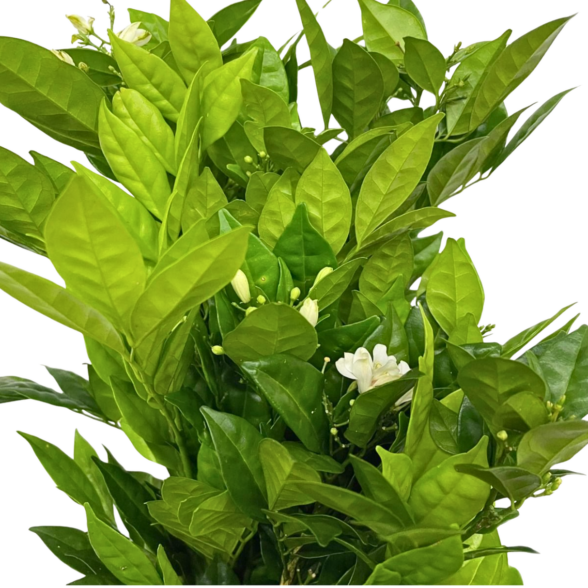 Murraya Leaf (Malaysia)