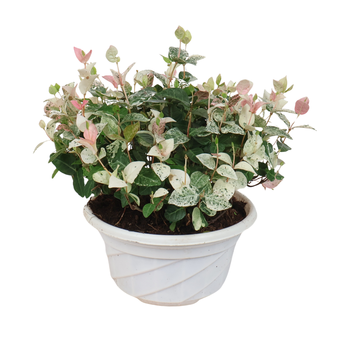 Trachelospermum Jasminoides Tricolor