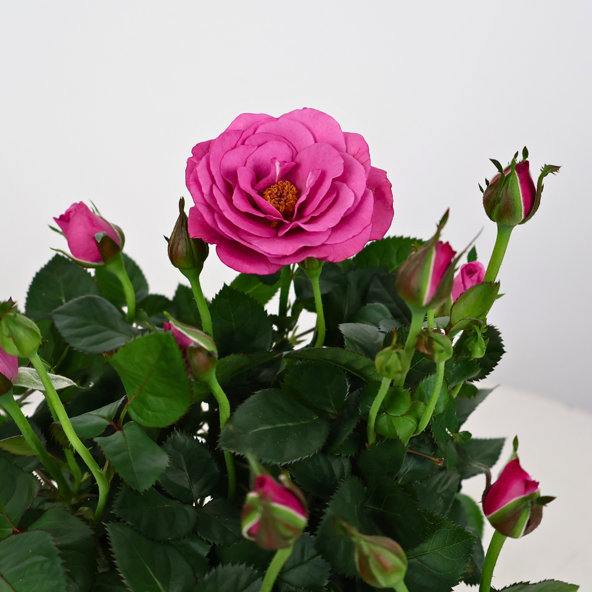 Rose Plant