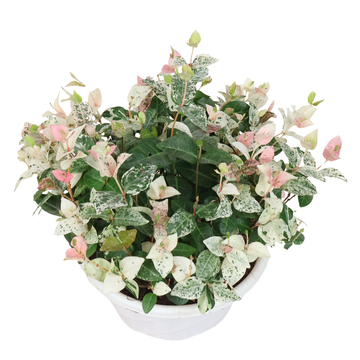 Trachelospermum Jasminoides Tricolor