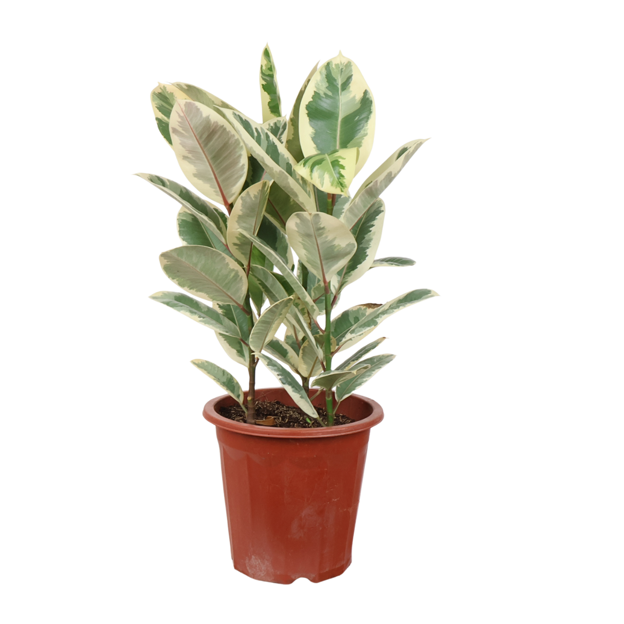 Ficus Elastica Tineke (Variegated Rubber Plant)