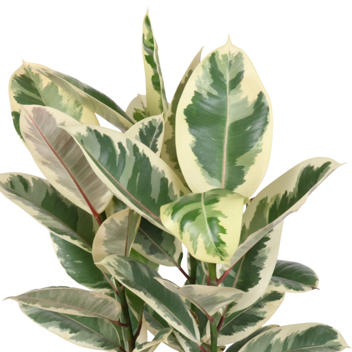 Ficus Elastica Tineke (Variegated Rubber Plant)
