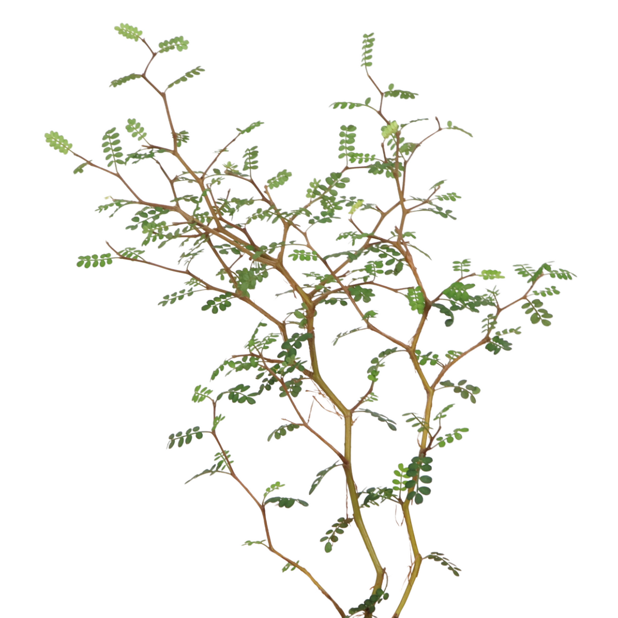 Sophora Prostrata (Little Baby)