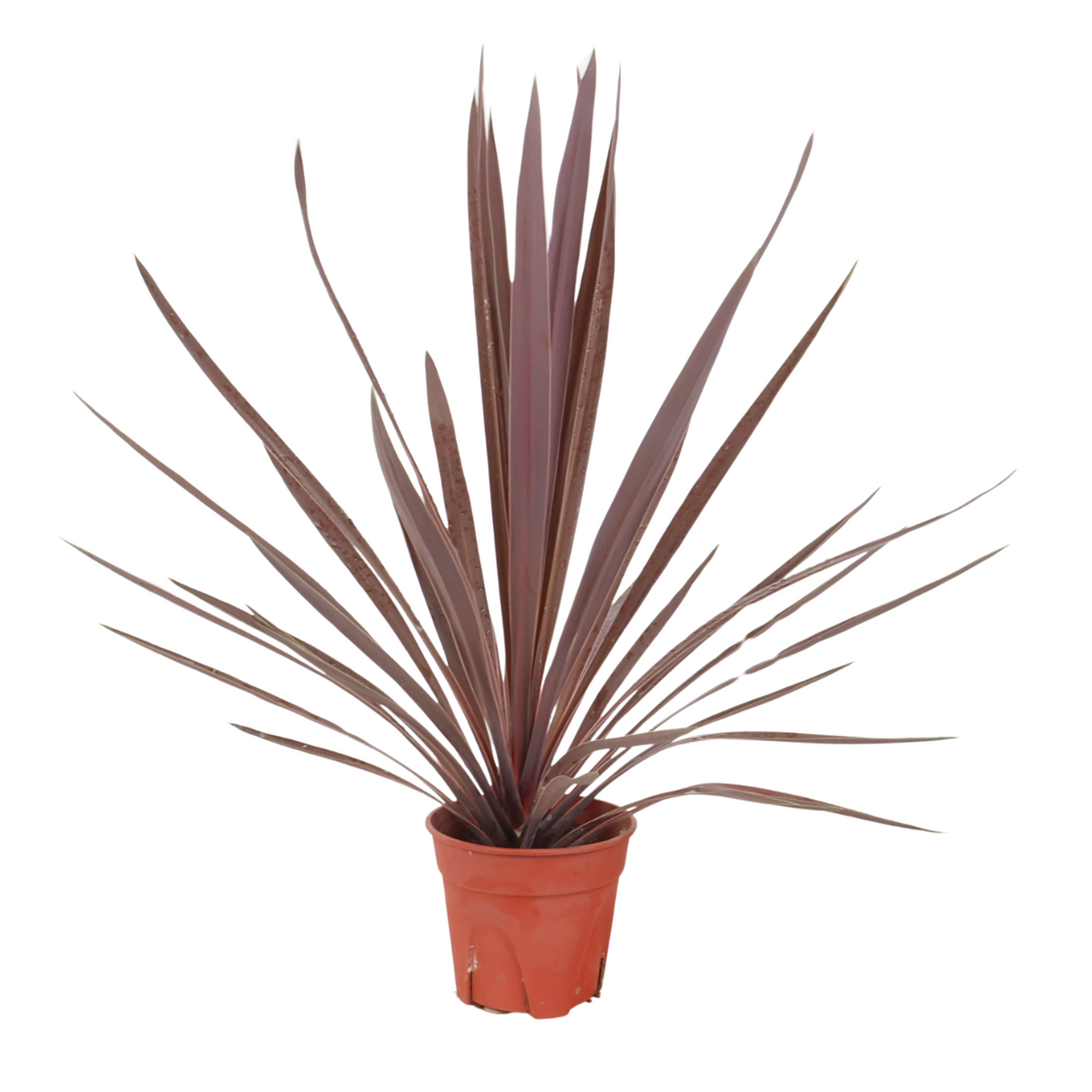 Cordyline Australis Red Star