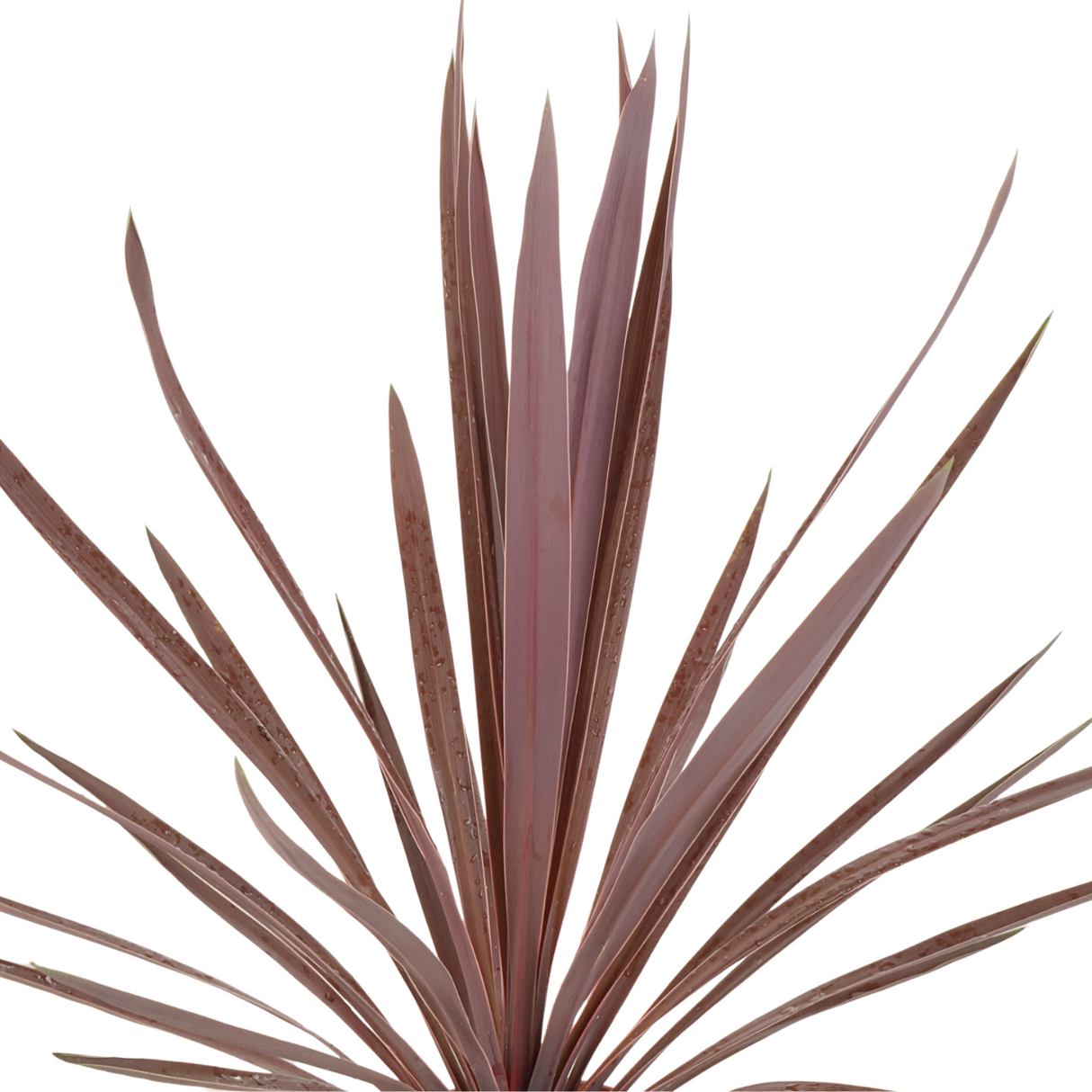 Cordyline Australis Red Star