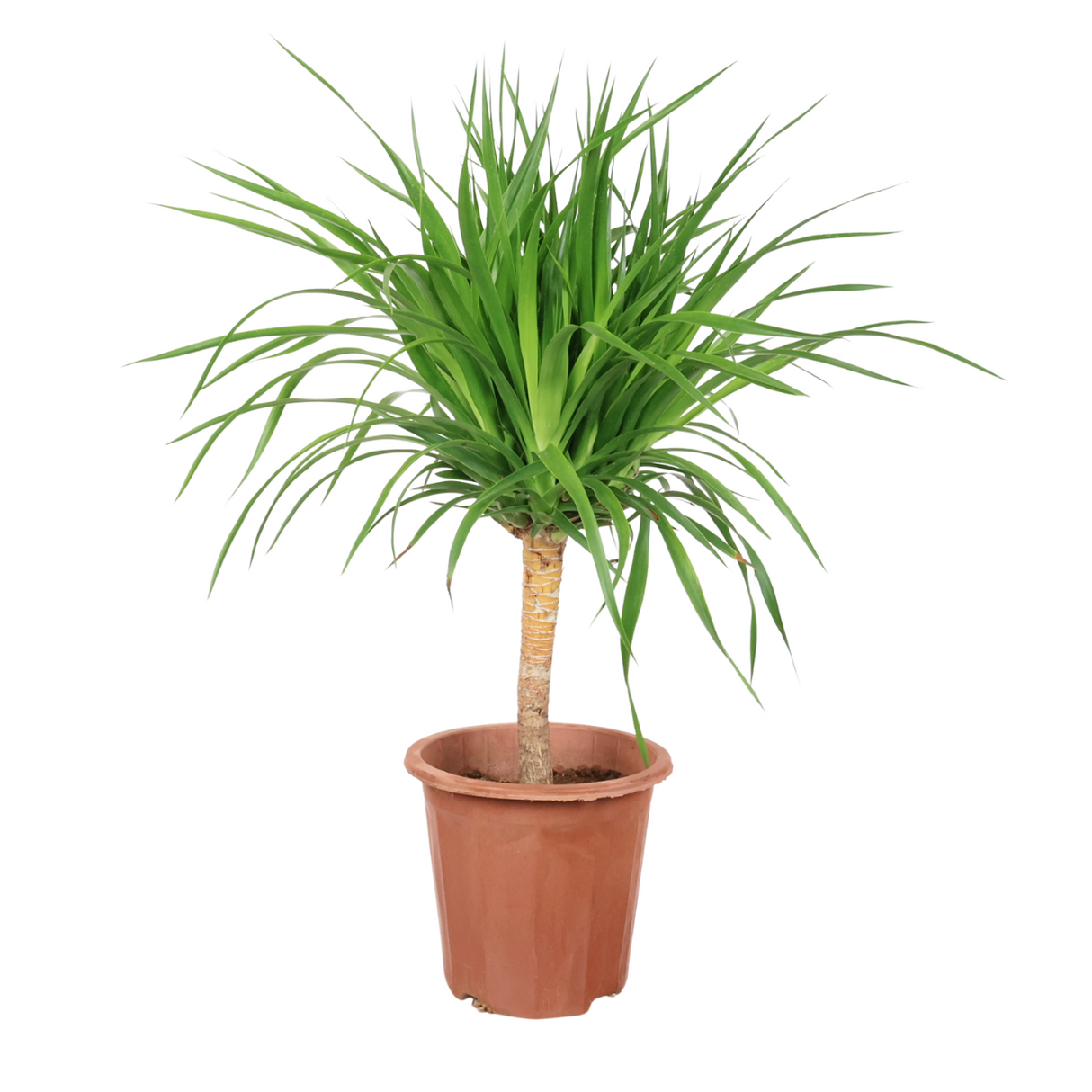 Dracaena Draco (Dragon Tree)