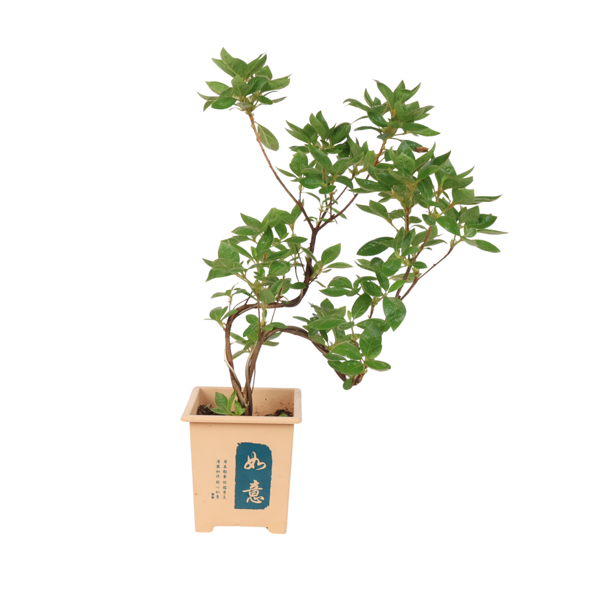 Azalea bonsai